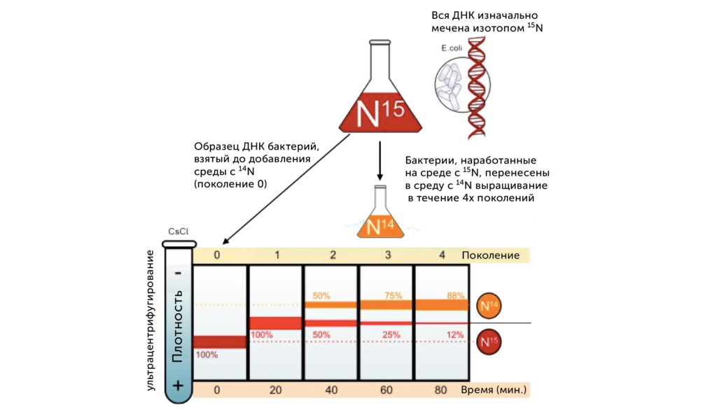 Фото 8 — Эксперимент по клонированию животных