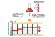 Photo of Эксперимент по клонированию животных
