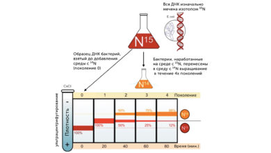 Photo of Эксперимент по клонированию животных