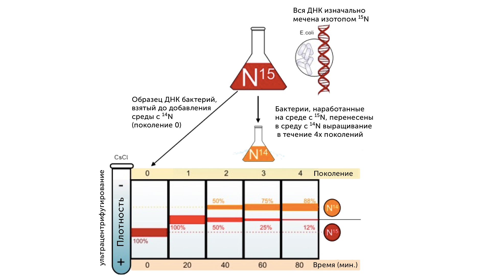 Фото 8 — Эксперимент по клонированию животных